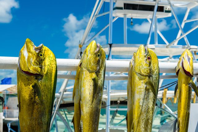 Key West fishing